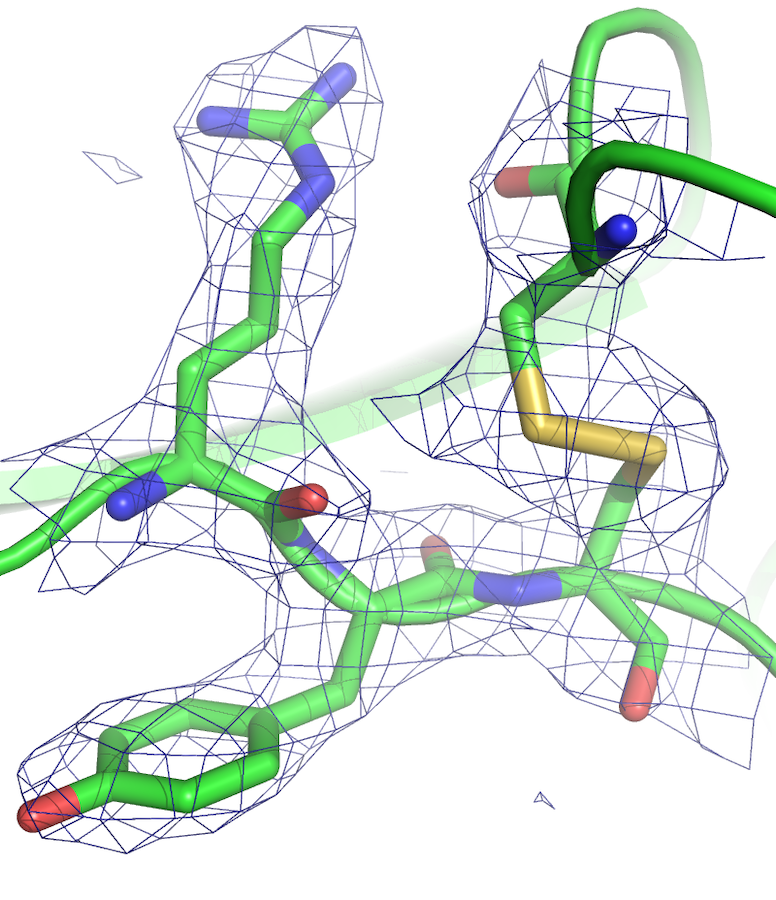 Mesh diagram of electron density from x-ray crystallography with a fitted atomic model of four amino acid residues including two cysteines linked by a disulfide bond.