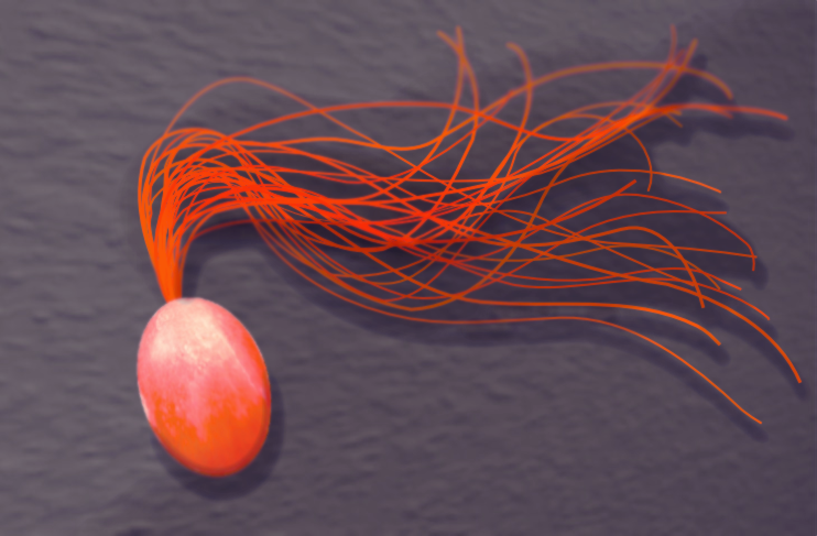 Artistic rendering simulating a scanning electron micrograph of the archaeon Pyrococcus furiosus, showing an oval orange-pink cell body with numerous long, thin flagella extending from one end.