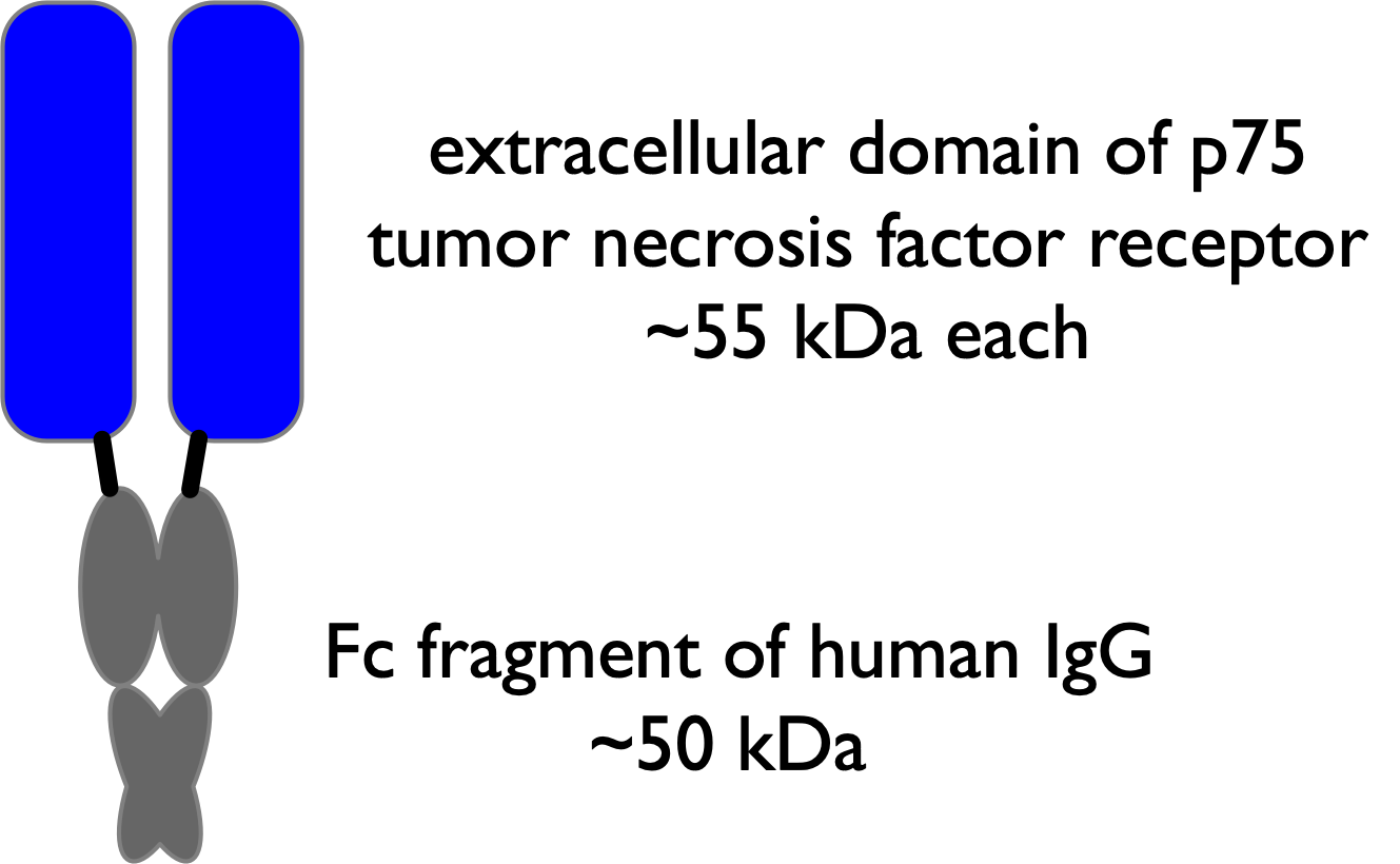 Simplified schematic of the fusion protein etanercept: two identical rod shapes, each labeled “extracellular domain of p75 tumor necrosis factor receptor (~55 kDa each),” joined at the bottom to a Y-shaped structure labeled “Fc fragment of human IgG (~50 kDa).”