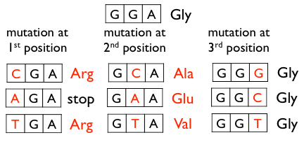 Diagram showing single-nucleotide substitutions of the glycine codon GGA. Mutating the first position gives CGA (Arg), AGA (stop), or TGA (Arg); mutating the second position gives GCA (Ala), GAA (Glu), or GTA (Val); mutating the third position gives GGG, GGC, or GGT, all still encoding Gly. Each row highlights the one substituted base in red alongside the resulting codon and amino acid.