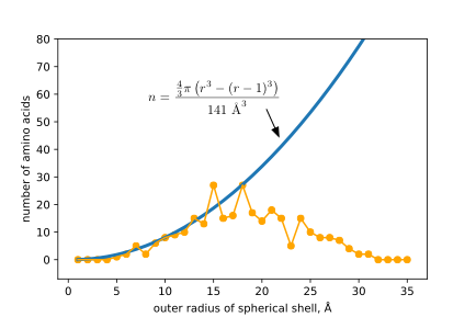 Line and scatter plot of the number of amino acids in 1-Å-thick spherical shells versus the shell's outer radius. The predicted curve (blue line, from n = 4/3π(r³−(r−1)³)/141 Å³) rises smoothly from 0 to about 80 amino acids as radius increases from 0 to 35 Å. Observed values for a 30 kDa protein (orange circles) closely track the prediction out to about 15 Å, then fall increasingly below it as the shells begin to extend past the edge of the protein.