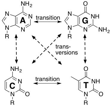Diagram of the four DNA bases, with the purines adenine (A) and guanine (G) on top and the pyrimidines cytosine (C) and thymine (T) on bottom. Double-headed arrows connect A to G and C to T, each labeled 'transition'; diagonal dashed double-headed arrows cross-connect the purine and pyrimidine pairs, labeled 'transversions'.